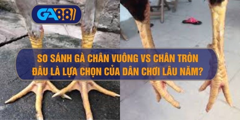 3BET So sánh gà chân vuông vs chân tròn – Đâu là lựa chọn của dân chơi lâu năm?