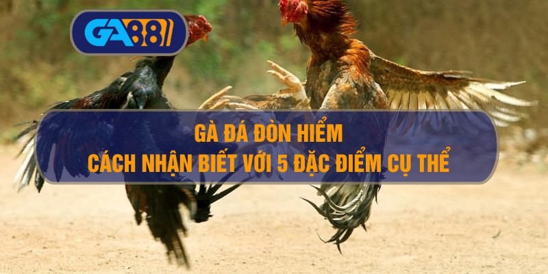 3BET Cách nhận biết gà đá đòn hiểm – 5 đặc điểm dân chơi phải biết